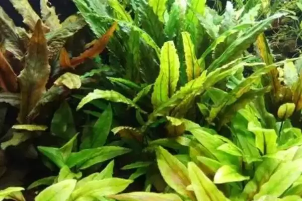 图片[2]-水族椒草生长适宜温度是多少？-会东网