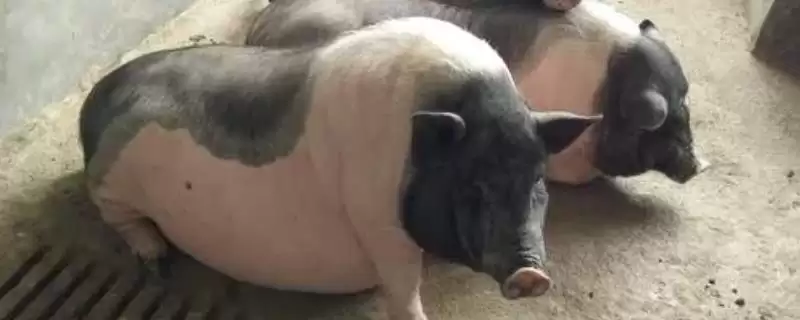 母猪奶水不足用海带等如何进行增奶？-会东网