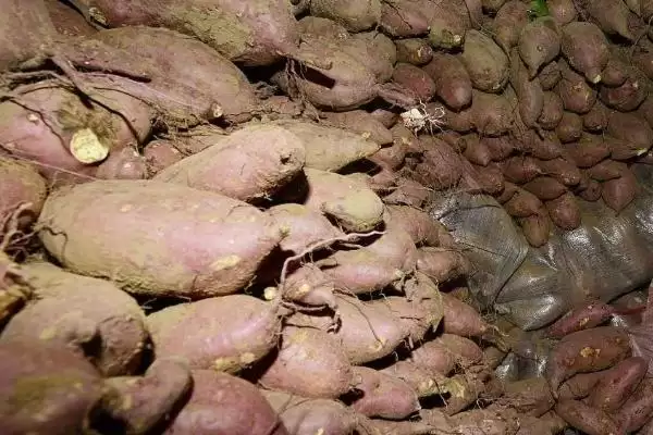 图片[2]-如何地窖贮藏地瓜及入窖前准备？-会东网