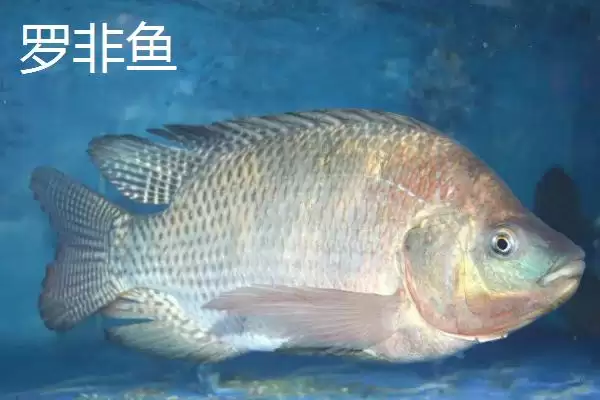 图片[7]-伊豆和伊势尼钩条粗细有何区别？-会东网