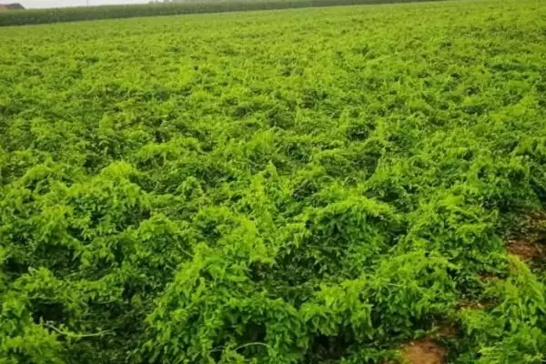 图片[4]-山药种植如何选微酸性至中性土？-会东网