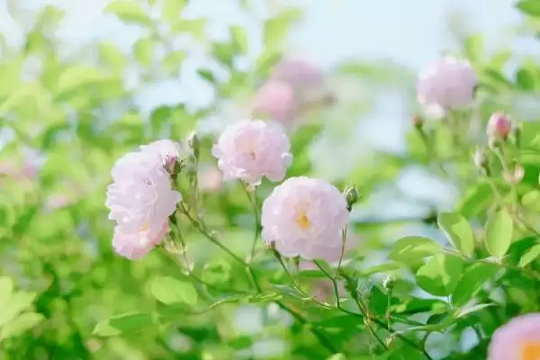 图片[4]-蔷薇花在5-9月开花有何特点？-会东网