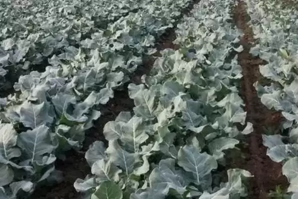 图片[7]-蔬菜低温天气如何用薄膜育秧？-会东网