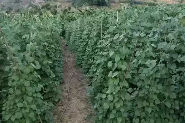 图片[3]-四季豆钻心虫如何农业化学防治？-会东网