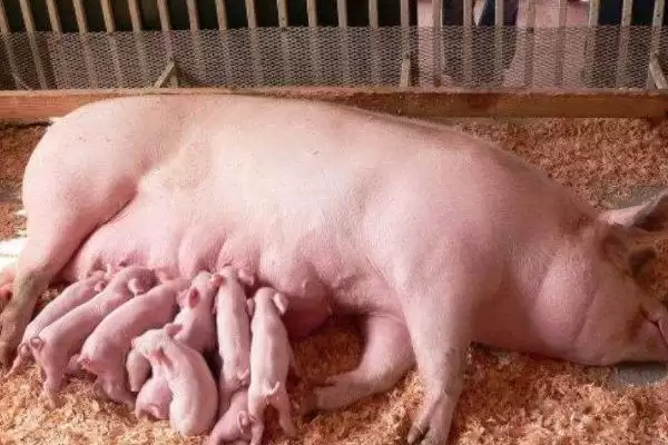 图片[3]-母猪产后没奶喂食胎衣能解决问题吗？-会东网