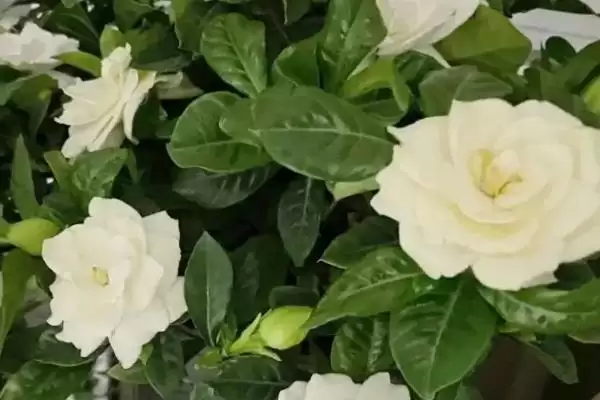图片[3]-栀子花主要在夏秋何时开放呢？-会东网