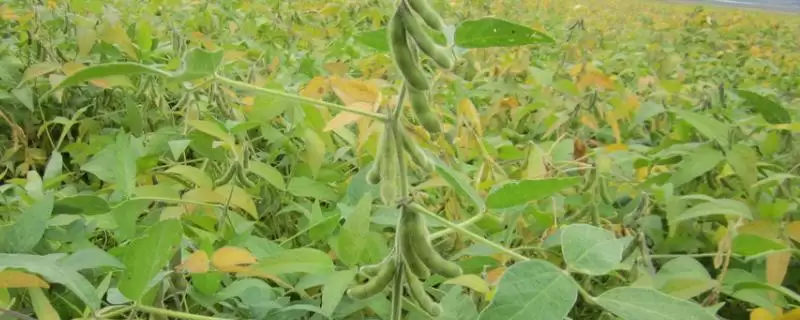 齐农7号大豆种子中抗灰斑病特性？-会东网