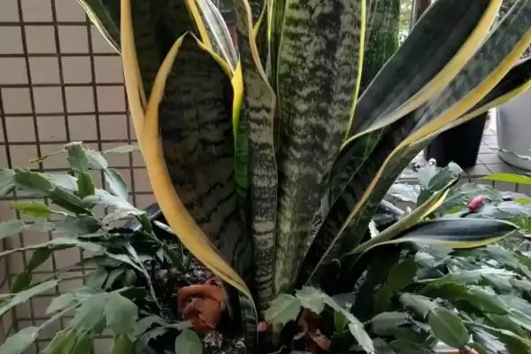 图片[2]-虎皮兰属于百合目科有何植物特征？-会东网