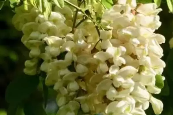 图片[3]-我国主要蜜源植物油菜分布最广？-会东网