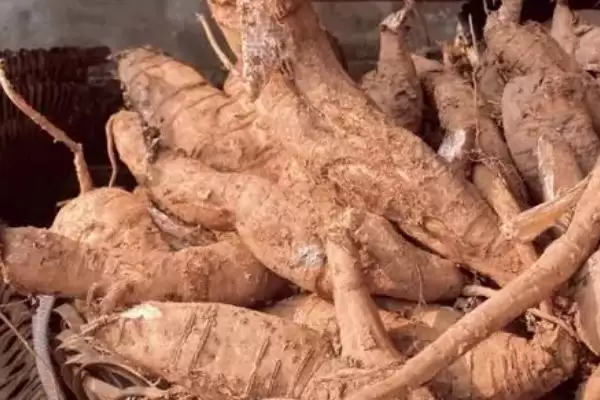 图片[4]-葛根作为野葛干燥根茎是指什么？-会东网