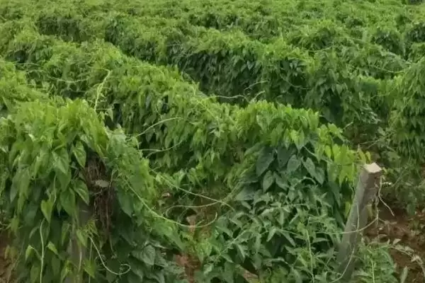 图片[2]-山药高产施肥技术，喜欢肥效较长的有机肥吗？-会东网