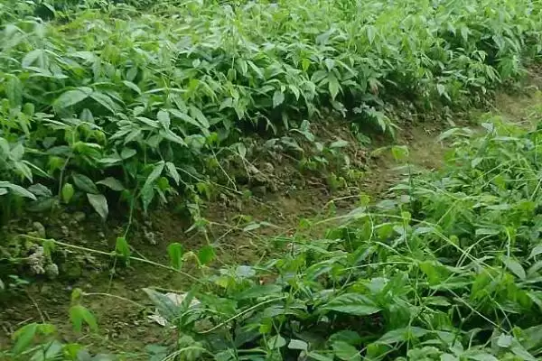 图片[2]-三叶青种植前景为何能卖上千元？-会东网