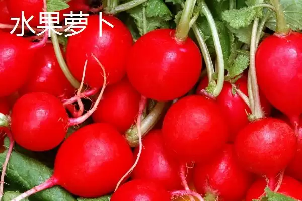 图片[5]-沙窝萝卜原产于天津哪些周边村庄？-会东网