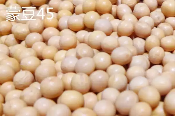 图片[8]-内蒙古大豆常见的有哪8个品种呢？-会东网