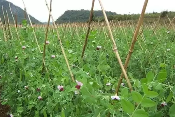 图片[9]-荷兰豆开花前追肥如何提高产量？-会东网
