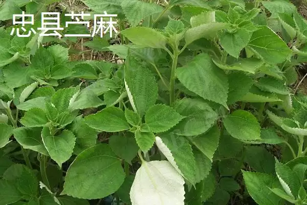 图片[8]-重庆市忠县有何特产柑橘豆腐？-会东网