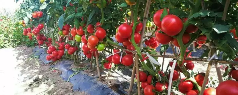南方七月适合种植哪些农作物呢?-会东网