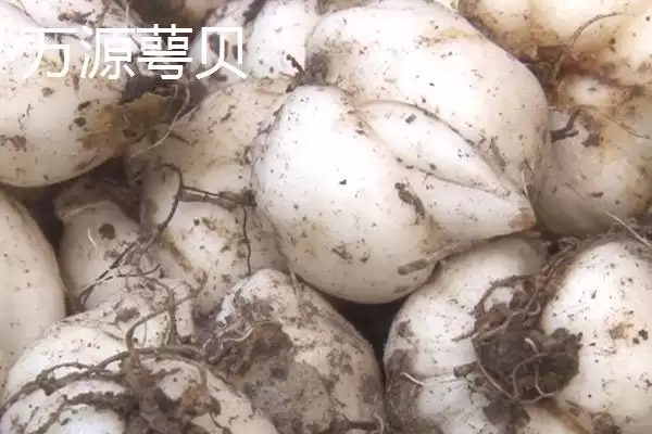 图片[7]-四川省万源市有何土特产品特产？-会东网
