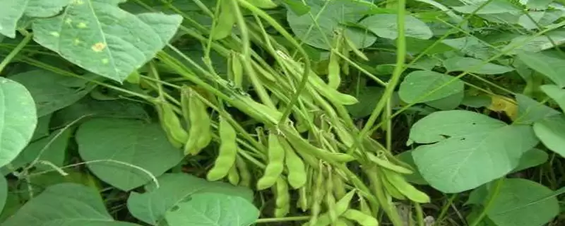 农职豆2号大豆品种肥力地块要求?-会东网
