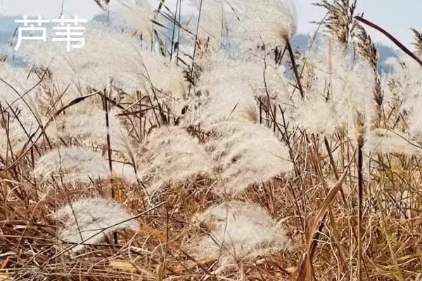 图片[9]-鱼漂作为钓鱼基础工具是指什么？-会东网