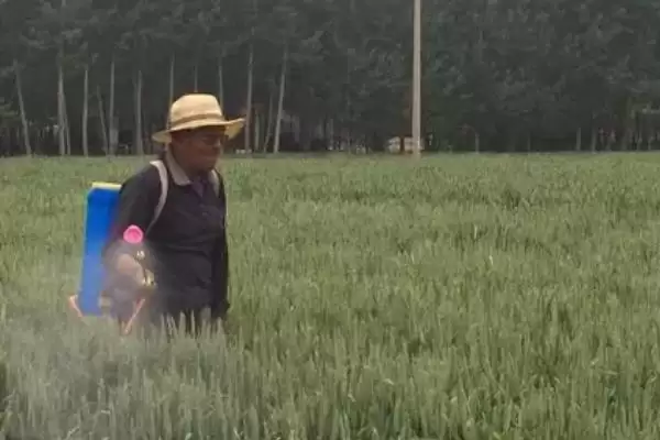 图片[11]-氯氰菊酯乳油针对不同害虫如何使用？-会东网
