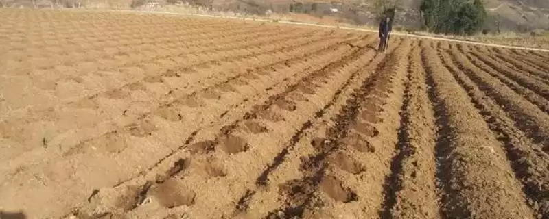 如何根据地块特点选用水溶性磷肥?-会东网