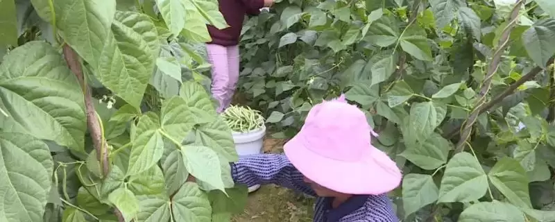 四季豆开花后多久进入收获期?-会东网
