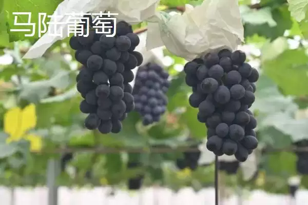 图片[6]-上海市嘉定区有何特产受本地人欢迎？-会东网