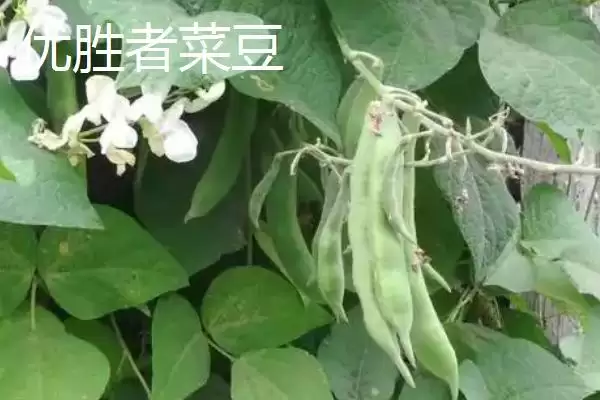 图片[7]-芸豆常见有哪些品种如芸丰627？-会东网