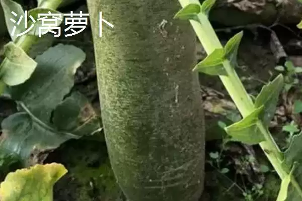 图片[4]-沙窝萝卜原产于天津哪些周边村庄？-会东网