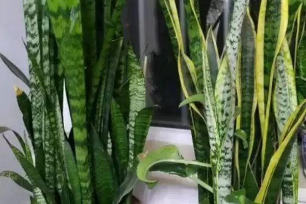 图片[7]-虎皮兰属于百合目科有何植物特征？-会东网