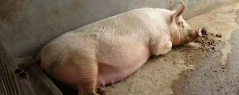 母猪产后因便秘不吃食如何进行治疗?-会东网
