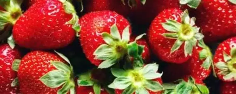 奶油草莓种植如何控制生长温度？-会东网