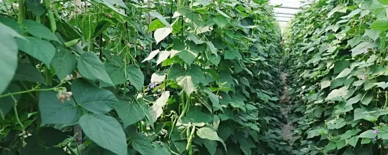 芸豆常见有哪些品种如芸丰627？-会东网