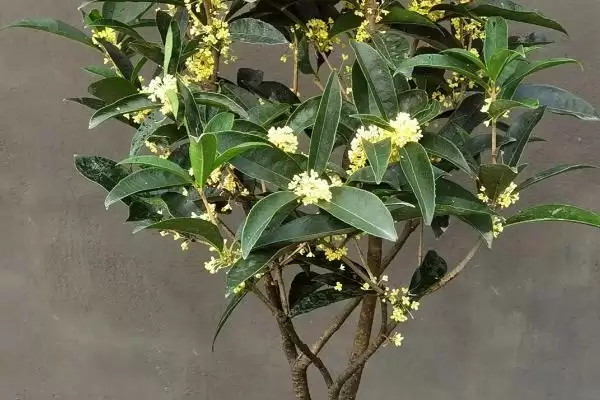 图片[2]-盆栽丹桂抽梢时如何施氮肥？-会东网