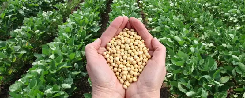 盐豆198大豆种子中熟夏大豆特性?-会东网