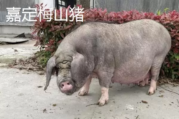 图片[7]-上海市嘉定区有何特产受本地人欢迎？-会东网