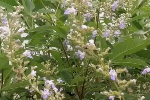 图片[7]-我国主要蜜源植物油菜分布最广？-会东网