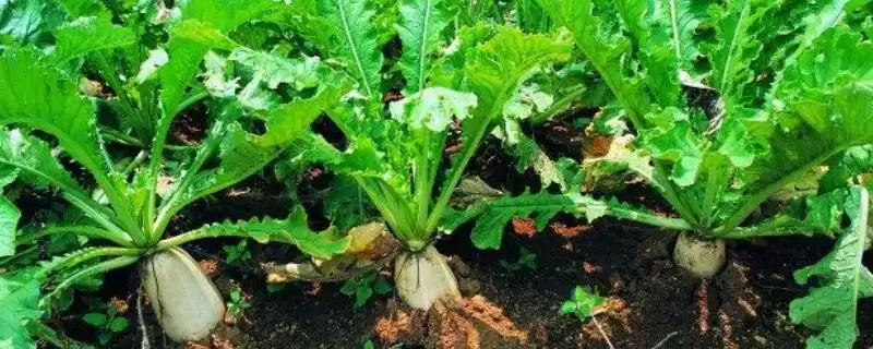 萝卜种植收获时间和种植季节有何关系？-会东网