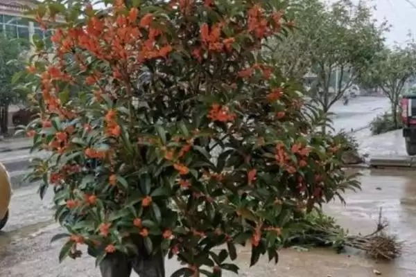 图片[6]-盆栽丹桂抽梢时如何施氮肥？-会东网
