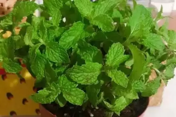 薄荷的播种时间在什么时候呢,薄荷的播种时间插图1 薄荷的播种时间在什么时候呢,薄荷的播种时间插图1
