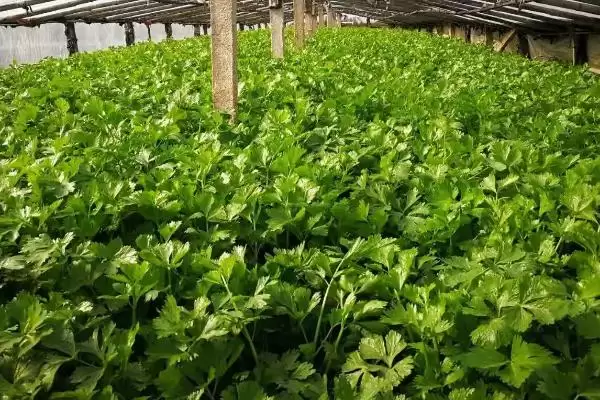 冬季芹菜的种植方法,冬季怎么种植芹菜大小苗要分级吗插图4 冬季芹菜的种植方法,冬季怎么种植芹菜大小苗要分级吗插图4