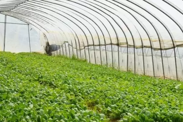 大棚蔬菜冬季施肥要注意什么,大棚蔬菜冬季施肥注意事项插图2 大棚蔬菜冬季施肥要注意什么,大棚蔬菜冬季施肥注意事项插图2