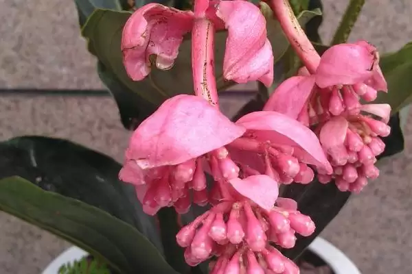 宝莲灯掉叶子是什么原因导致的呢,宝莲灯掉叶子的原因插图3 宝莲灯掉叶子是什么原因导致的呢,宝莲灯掉叶子的原因插图3