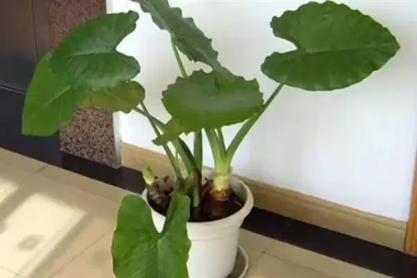 滴水观音春天的发芽时间,滴水观音春天何时能够发芽插图4 滴水观音春天的发芽时间,滴水观音春天何时能够发芽插图4