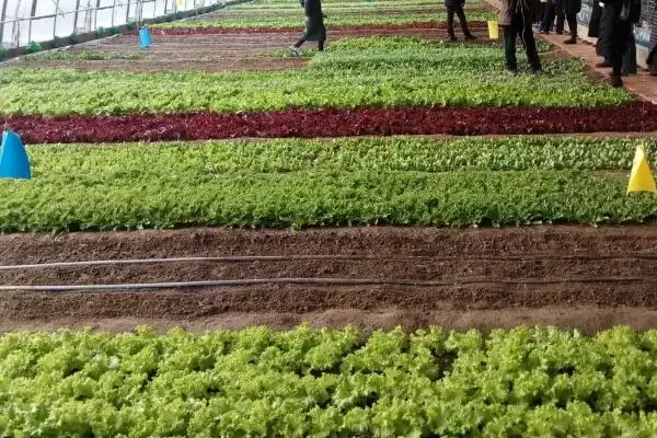 大棚蔬菜冬季施肥要注意什么,大棚蔬菜冬季施肥注意事项插图3 大棚蔬菜冬季施肥要注意什么,大棚蔬菜冬季施肥注意事项插图3