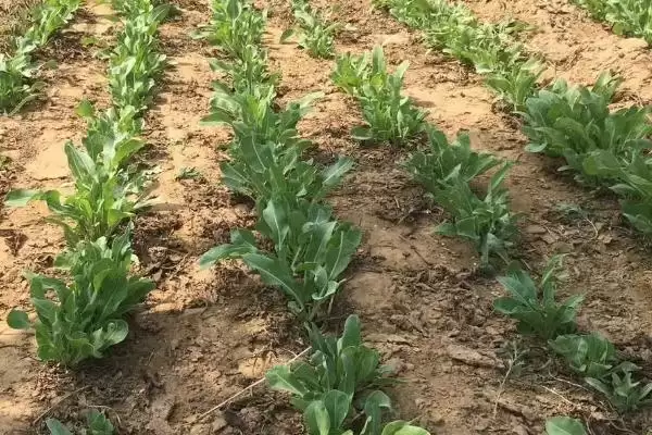 板蓝根的种植技术有哪些要点呢,板蓝根的种植技术插图3 板蓝根的种植技术有哪些要点呢,板蓝根的种植技术插图3