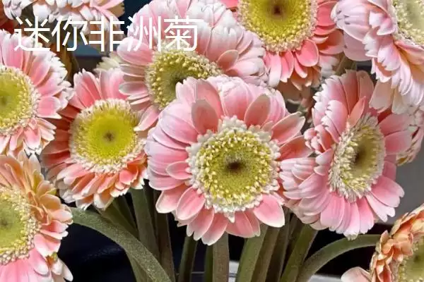 非洲菊病毒病防治,非洲菊病毒病的原因及防治方法有哪些插图4 非洲菊病毒病防治,非洲菊病毒病的原因及防治方法有哪些插图4