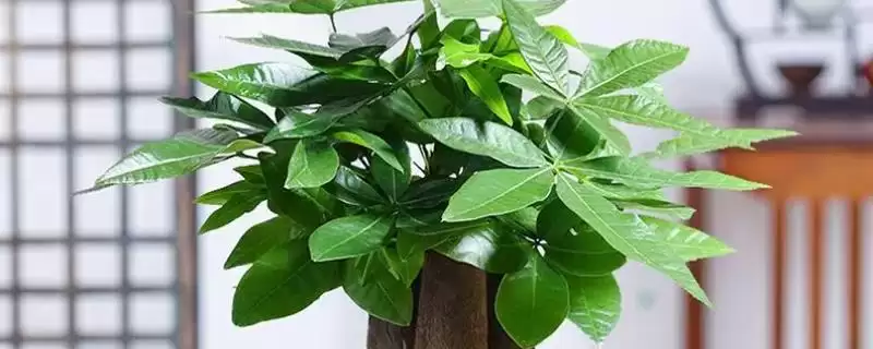 发财树的耐寒温度,发财树在零下几度的环境会被冻死插图 发财树的耐寒温度,发财树在零下几度的环境会被冻死插图