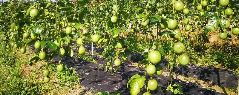 百香果的养殖方法,百香果如何进行养殖-会东网